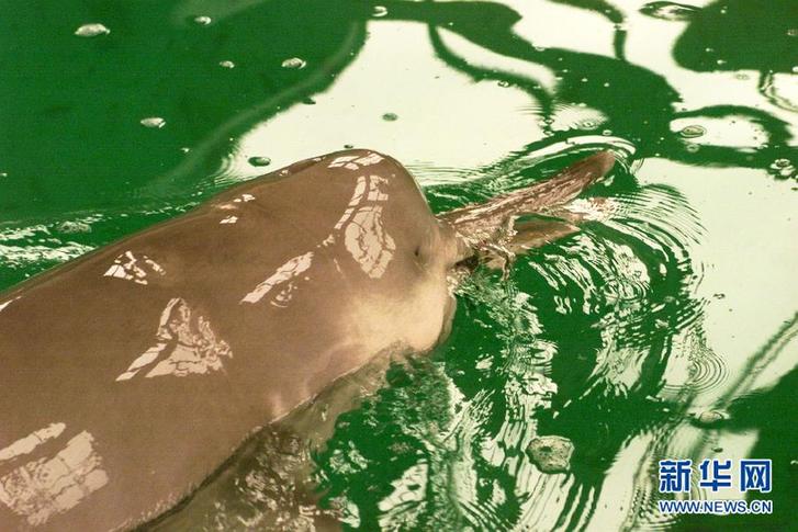 萌翻了！長江沿線的珍稀動物你知道幾個？