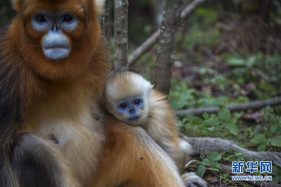 萌翻了！長江沿線的珍稀動物你知道幾個？