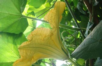 七夕,那些你不知道的節日傳統