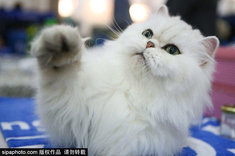 巴西圣保羅：貓咪比美大賽開始啦！各式貓咪軟萌亮相