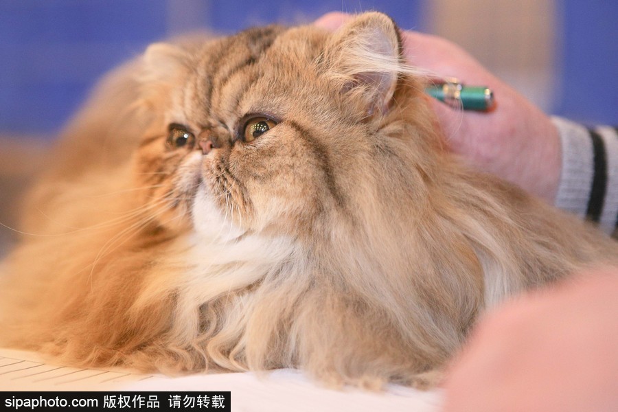 巴西圣保羅：貓咪比美大賽開始啦！各式貓咪軟萌亮相