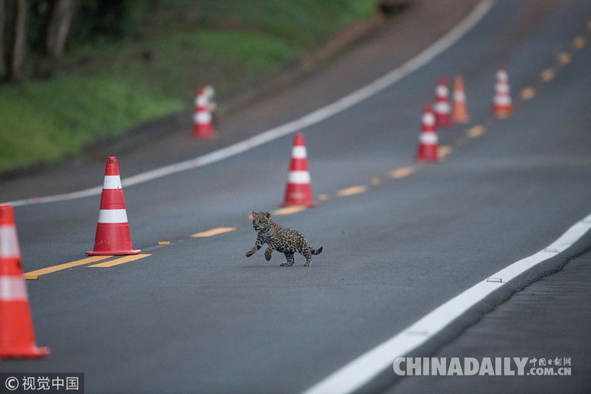 巴西：美洲豹一家過馬路被抓拍 當地僅余200頭