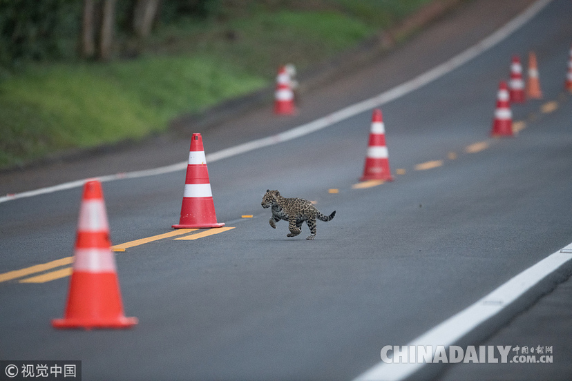 巴西：美洲豹一家過馬路被抓拍 當地僅余200頭
