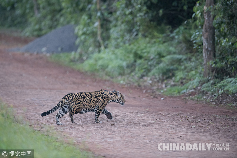 巴西：美洲豹一家過(guò)馬路被抓拍 當(dāng)?shù)貎H余200頭