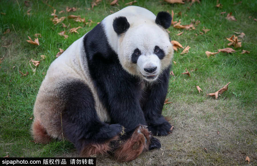 比利時布魯塞爾：爭萌逗趣狀況頻出！珍稀動物生態百相