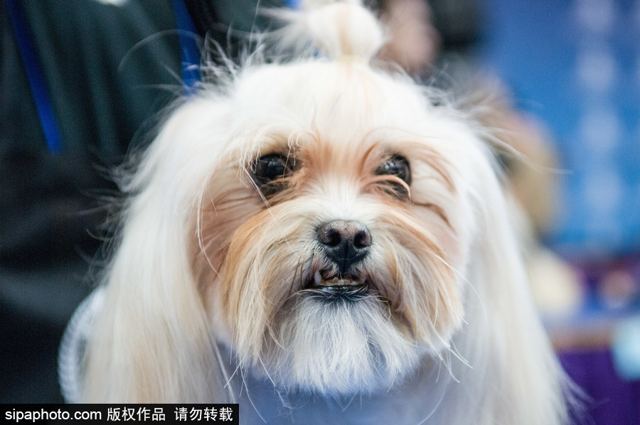 2018南美寵物展：各款萌寵及周邊產品亮相巴西圣保羅