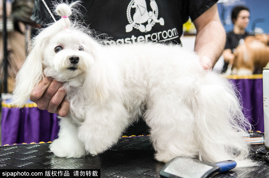 2018南美寵物展：各款萌寵及周邊產品亮相巴西圣保羅