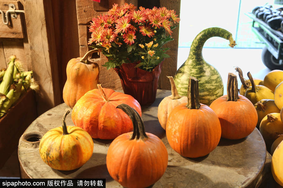 加拿大安大略省：男女老少齊出動(dòng)！數(shù)百人參加南瓜節(jié)慶祝活動(dòng)