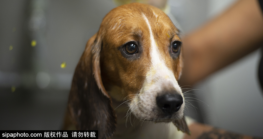 美國賓夕法尼亞州：70多只小獵犬得救 “感激狀”表情呆萌可愛