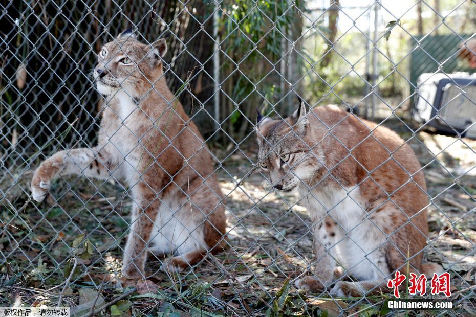 颶風(fēng)“邁克爾”摧毀美國(guó)動(dòng)物保護(hù)中心 “大貓”們險(xiǎn)出逃