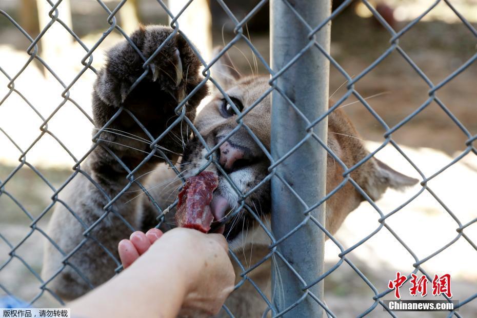 颶風(fēng)“邁克爾”摧毀美國(guó)動(dòng)物保護(hù)中心 “大貓”們險(xiǎn)出逃