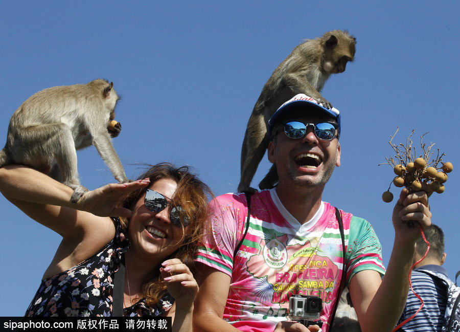 泰國(guó)：狂吃海塞歡度節(jié)日！猴子自助餐節(jié)在曼谷舉行