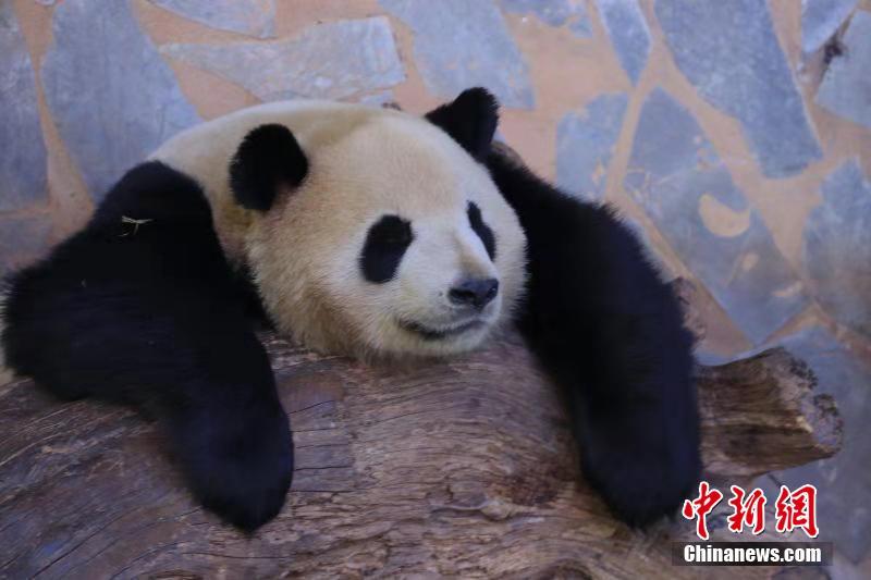 冬天來吸大熊貓 看“滾滾”的各種憨態(tài)睡姿