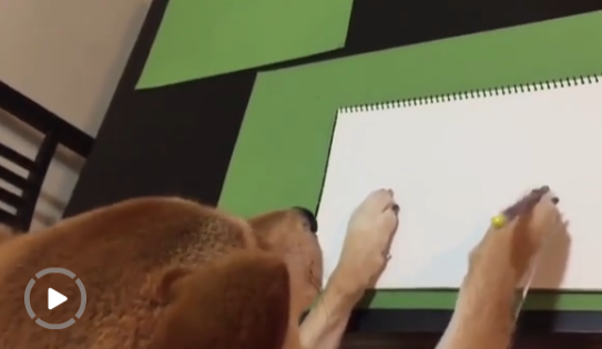 愛看電視的狗狗長什么樣？香港一柴犬被稱最像人類的狗【組圖】