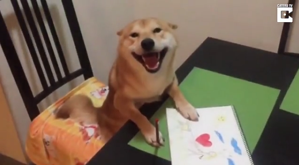 柴犬因愛看電視有“繪畫技能”走紅網絡【圖】