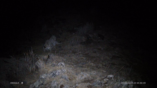 新疆兩河源自然保護區2018首現雪豹行蹤