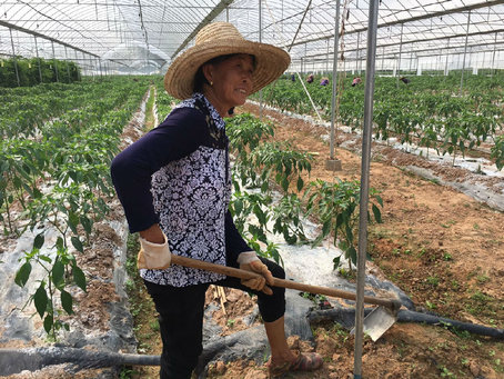 【網絡媒體走轉改】千畝蔬菜“造血” 興國扶貧走出新路子