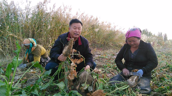 巴州政協工作組精準扶貧讓昔日鹽堿灘蝶變“杏花村”