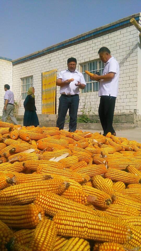 巴州政協工作組精準扶貧讓昔日鹽堿灘蝶變“杏花村”