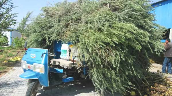 聚焦｜大漠變綠洲，庫布其走出一條綠色的旅游產業鏈